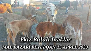 MAL BAZARİ BEYLƏQAN 15 APREL 2023 YENİ VİDEO ÇƏKİLİŞ #mal#bazari#beyləqan#qulu #beyleqanlı