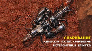 Спаривание Heterometrus spinifer / Mating of scorpions Heterometrus spinifer
