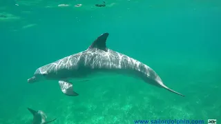 Bottlenose at Moore's Island