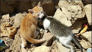 kittens waiting for their mother's return (part 1)