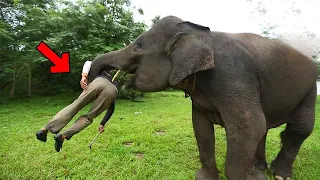 Elefante salvaje reconoce al veterinario que lo cuidó hace 12 años y hace algo impresionante