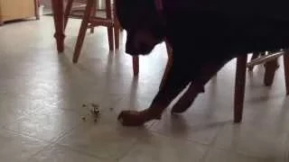 Rottweiler and the attack of the mini robot