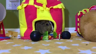 It’s all mine. Chestnut hoards everything, guinea pig hoarder