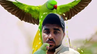 New Parrot jora flying/parrot talking and flying around in owner 🦜#tiktok #youtube #youtubeshorts