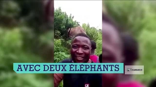 En Guinée, "c’est la première fois qu’on voit des éléphants en ville !"