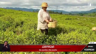 ჩაის კრეფის სეზონი გურიაში