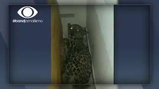 Tráfico de animais: policia leva susto ao encontrar onça dentro de casa em São Paulo