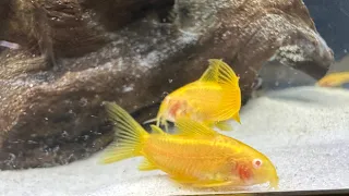 Albino Goldline Cory Unboxing from Max Aquatic!❤️