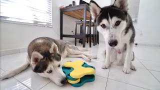 How Smart Is My Husky Puppy and His Dad? Dog IQ Test!