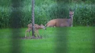 Backyard Baby 2013 (Fawn and Doe)