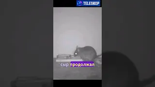 Мышка обманула мышеловку 🐭