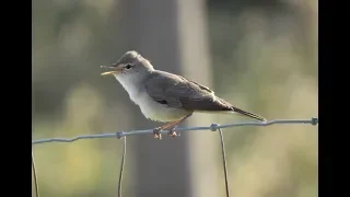 שיחנית גדולה - Hippolais languida - Upcher's Warbler
