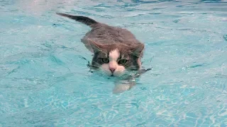 Funny Cats in Water - funny fails videos FFV