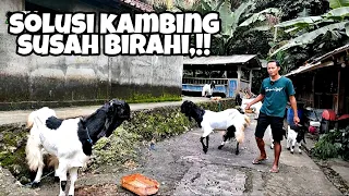 MEMPERCEPAT KAMBING BIRAHI DENGAN  AMAN DAN ALAMI 🔴 || KKTV