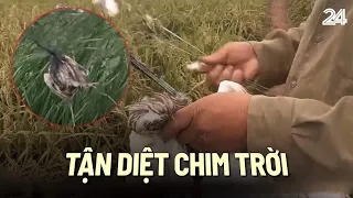 Tận diệt chim trời | VTV24