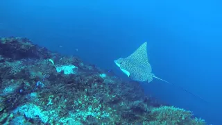 Cozumel January 2015 - Spotted Eagle Ray