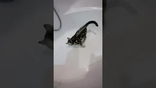 русская Кошка залезла в ванну чтобы сходить в туалет! 🇷🇺😂