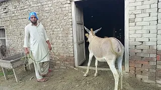 excellent small young man with his donkey first time #donkey