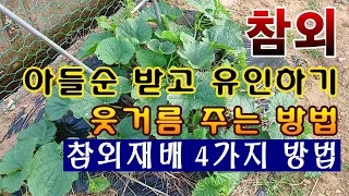 [텃밭농부. 1,101]  참외 아들순 받아서 유인하고 웃거름 주는 방법 #참외재배