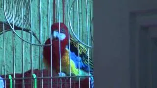 2 min Parrot Alarm by Kiki