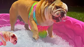 Cute Bulldog Gets HER Own ICE POOL for First TIME!!