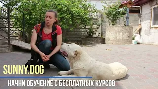 Когда и как наказывать собаку? Можно ли бить, трепать? Важно!