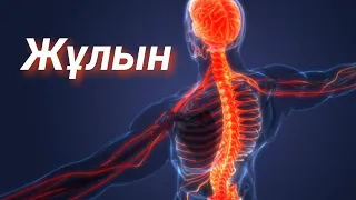 Жұлын құрылысы және қызметі