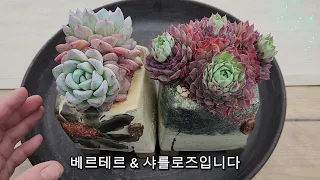 베르테르 & 샤를로즈 분갈이 ASMR