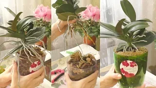 Омоложение (деление) орхидеи. Отрезанная КРАКОЗЯБРА!