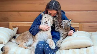 DOES KITTEN HAVE CRYPTORCHIDISM? / Reaction of lynxes to the sofa / How to clean the ears of lynxes