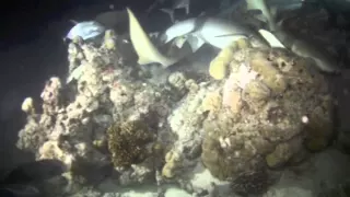 Shark feeding frenzy in the Maldives