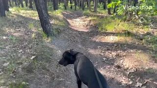 I found a trail by the bark park! Lets see where it takes us (pleasantly surprised) nature walk