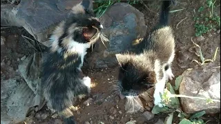 Two little kittens lost their mother (part 1)