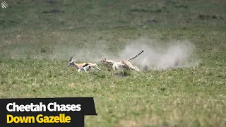 Incredible footage of a Cheetah chasing down a gazelle in Maasai Mara