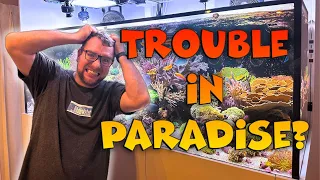Dream Reef Tank - Trouble in Paradise?!
