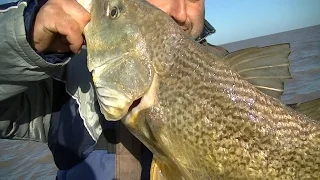 TV Nº238 23-09-2016 Pesca de corvinas entre Magdalena y Punta Indio PARTE 2 y corvinotas