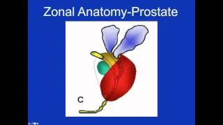 YT Prostate Zonal Anatomy.mp4