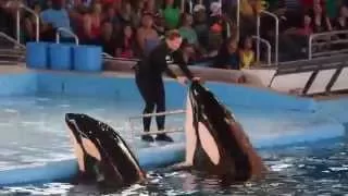 Killer Whales Up Close @ SeaWorld San Antonio - Full show - Aug 29, 2015