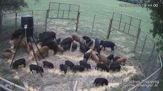 42 hogs one drop.  "For licensing or Usage contact licensing@viralhog.com