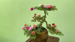 Restoring a Neglected Chinese Juniper Bonsai #3