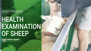 Health Examination of Sheep | Sheep Farming | Verticroft Holdings | Ryan Singlehurst