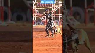 indian army dog training 🔥🇮🇳#shorts #army #viral #trending