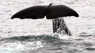 Whale watching in Kaikoura, New Zealand