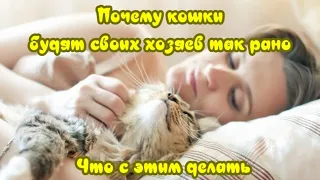 Почему кошки будят своих хозяев так рано и что с этим делать Why do cats wake up their owners early?