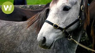 Ballinasloe Horse Fair: Where Napoleon bought his horse