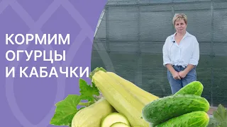 ЧЕМ ПОДКОРМИТЬ ОГУРЦЫ И КАБАЧКИ В ИЮЛЕ И АВГУСТЕ!