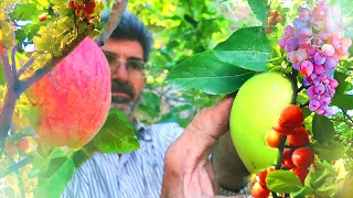 Village Harvest: Secrets of Picking Apples and Plums , Walnuts and Grapes