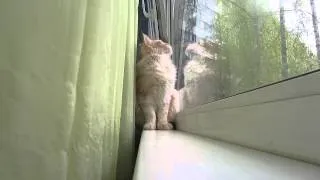 Cat cracking bird.Кошка  трещит  на  птицу.