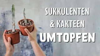 5 Sukkulenten & Kakteen: DARUM topfe ich sie um 🌵