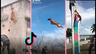 JUMPING DOGS TIKTOK COMPILATION ⭐️ SUPERPOWER DOG ⭐️ MALINOIS Dogs AND PIT BULL